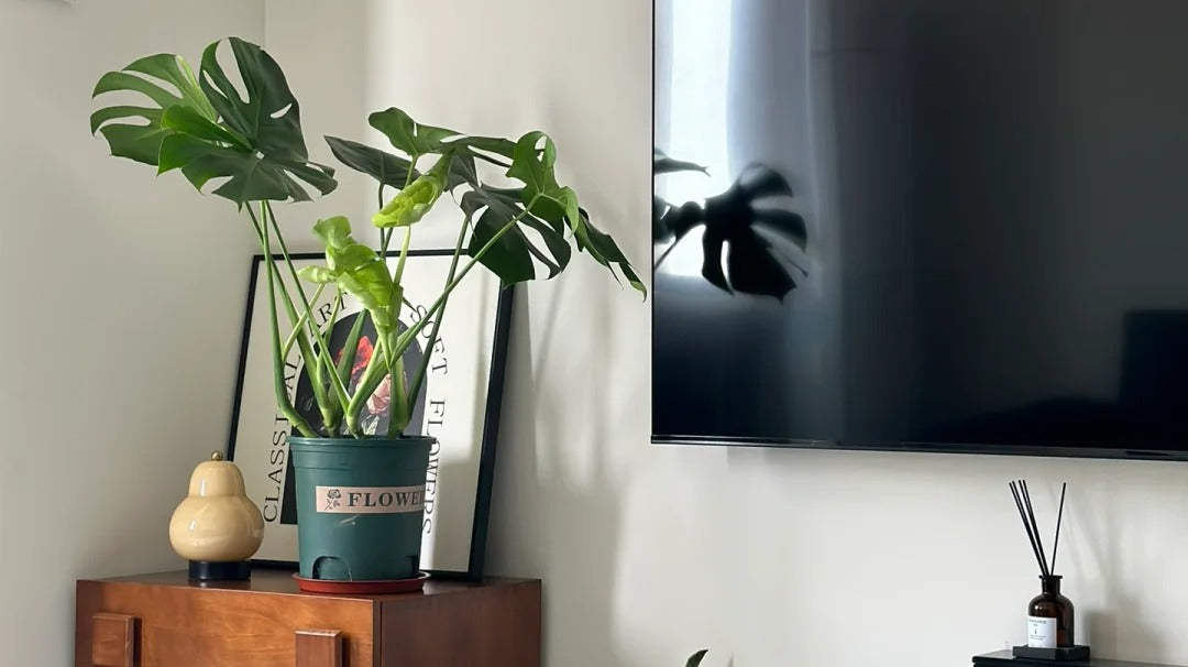 Sunny time from Pootoo furniture experts